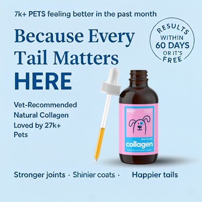Pawly™ | Because every tail deserves to wag.