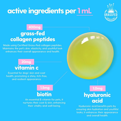 Pawly™ | Health that wags back.